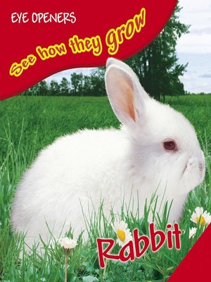 cover image of Bunny